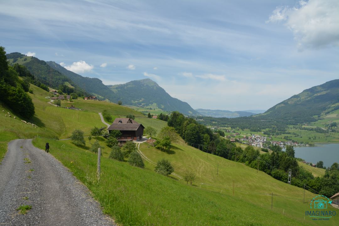 Lauerzersee „Blick zur Rigi“ Rundwanderung 2020
