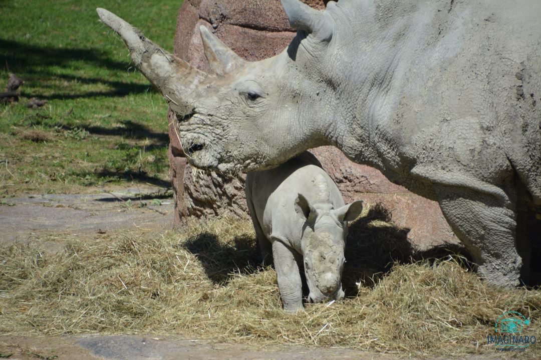 Zürich Zoo Lewa Savanne 2020