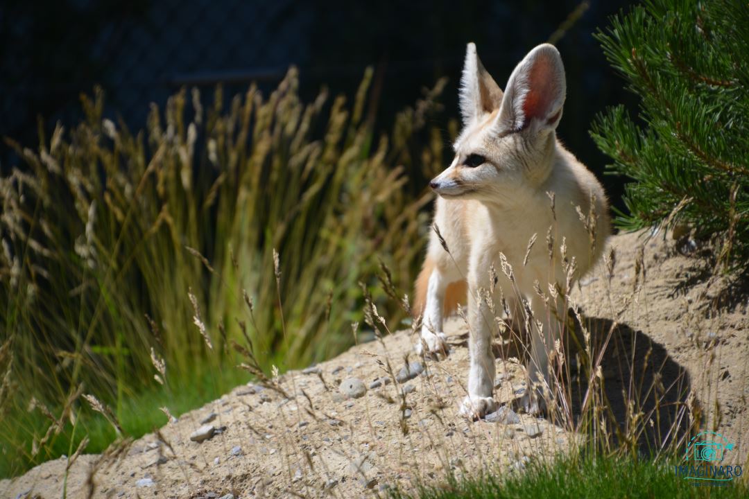 Walter Zoo Gossau 2020